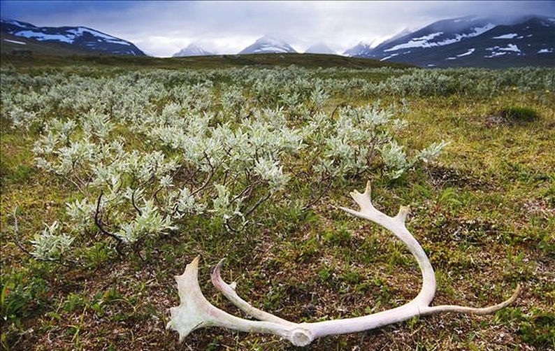 These Things Shall Never Die